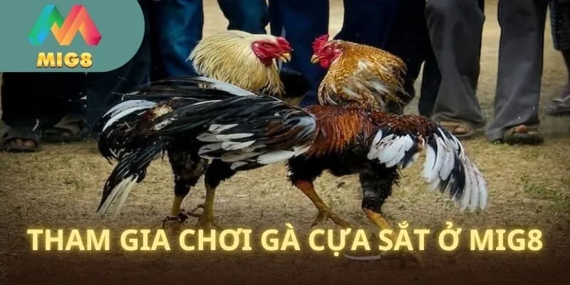 Chia sẻ về cách tham gia đấu gà cựa sắt siêu hay tại MIG8