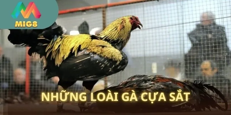 Hai loại gà cựa bằng sắt cá cược điển hình