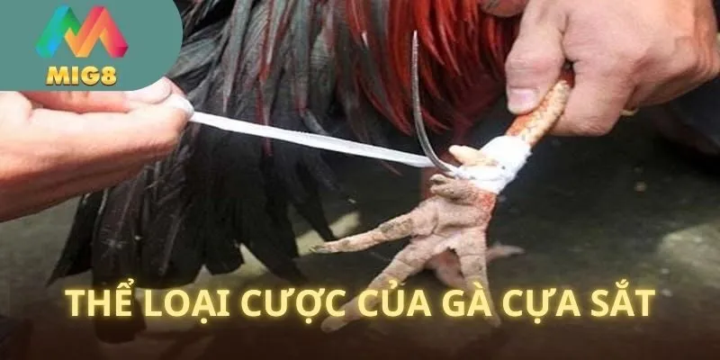 Loài kê này thường được chơi cá cược như thế nào?